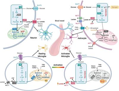 Cellular Specificity and Inter-cellular Coordination in the Brain Bioenergetic System: Implications for Aging and Neurodegeneration